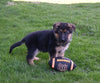 AKC Registered German Shepherd For Sale Millersburg OH Male-Charles