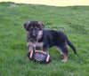 AKC Registered German Shepherd For Sale Millersburg OH Male-Charles