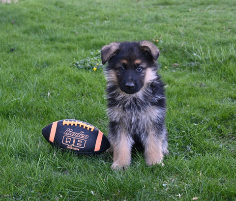 AKC Registered German Shepherd For Sale Millersburg OH Male-Cody