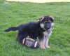 AKC Registered German Shepherd For Sale Millersburg OH Male-Cody