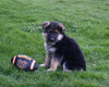 AKC Registered German Shepherd For Sale Millersburg OH Male-Cody