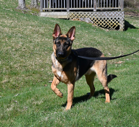 AKC Registered German Shepherd For Sale Millersburg OH Male-Braxton