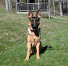 AKC Registered German Shepherd For Sale Millersburg OH Male-Braxton