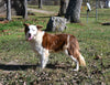 ABCA Registered Border Collie For Sale Warsaw OH Female-Autumn