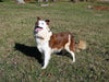 ABCA Registered Border Collie For Sale Warsaw OH Female-Autumn