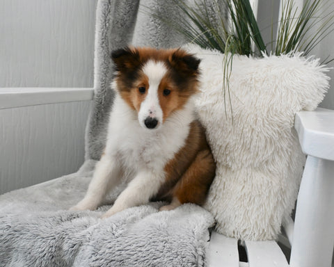 ACA Registered Shetland Sheepdog For Sale Baltic OH Male-Rosco