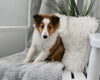 ACA Registered Shetland Sheepdog For Sale Baltic OH Male-Rosco