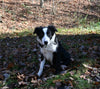 ABCA Registered Border Collie For Sale Warsaw OH Male-Max