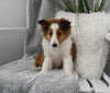 ACA Registered Shetland Sheepdog For Sale Baltic OH Male-Rosco
