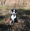 ABCA Registered Border Collie For Sale Warsaw OH Male-Max