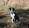 ABCA Registered Border Collie For Sale Warsaw OH Male-Max