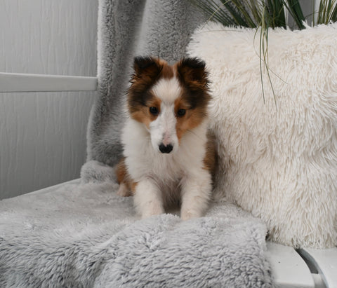 ACA Registered Shetland Sheepdog For Sale Baltic OH Male-Piper