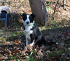 ABCA Registered Border Collie For Sale Warsaw OH Male-Hudson Bay