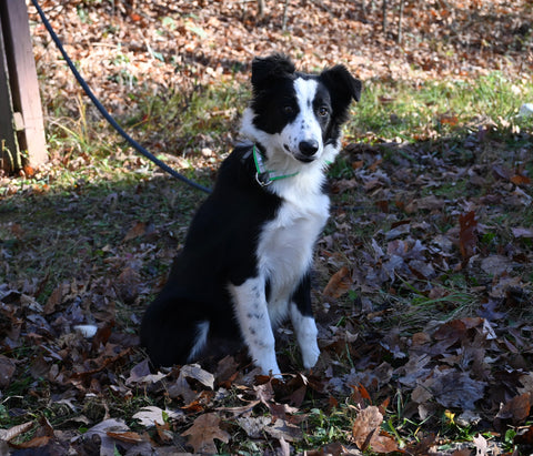 ABCA Registered Border Collie For Sale Warsaw OH Male-Hudson Bay
