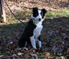 ABCA Registered Border Collie For Sale Warsaw OH Male-Hudson Bay
