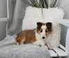 ACA Registered Shetland Sheepdog For Sale Baltic OH Male-Piper