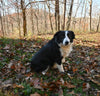ABCA Registered Border Collie For Sale Warsaw OH Female-Bella