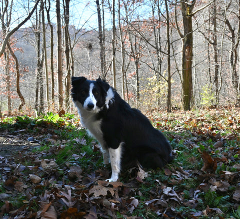 ABCA Registered Border Collie For Sale Warsaw OH Female-Bella
