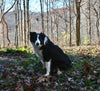 ABCA Registered Border Collie For Sale Warsaw OH Female-Bella