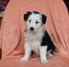 ABCA Registered Border Collie For Sale Warsaw OH Female-Mia