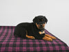 AKC Registered Rottweiler For Sale Applecreek OH Female-Poppy