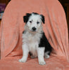 ABCA Registered Border Collie For Sale Warsaw OH Female-Mia