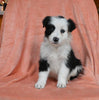 ABCA Registered Border Collie For Sale Warsaw OH Female-Angel