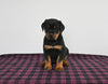 AKC Registered Rottweiler For Sale Applecreek OH Female-Poppy