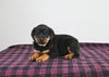 AKC Registered Rottweiler For Sale Applecreek OH Male-Ripley