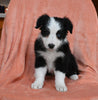 ABCA Registered Border Collie For Sale Warsaw OH Female-Dixie