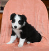 ABCA Registered Border Collie For Sale Warsaw OH Female-Dixie