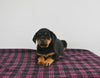 AKC Registered Rottweiler For Sale Applecreek OH Female-Twila