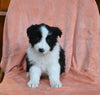 ABCA Registered Border Collie For Sale Warsaw OH Female-Lady