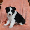 ABCA Registered Border Collie For Sale Warsaw OH Female-Lady