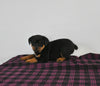 AKC Registered Rottweiler For Sale Applecreek OH Female-Nora