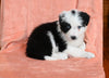 ABCA Registered Border Collie For Sale Warsaw OH Male-Max