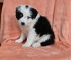 ABCA Registered Border Collie For Sale Warsaw OH Male-Max