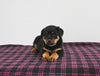 AKC Registered Rottweiler For Sale Applecreek OH Female-Scarlett