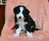 ABCA Registered Border Collie For Sale Warsaw OH Male-Ace