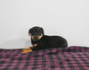 AKC Registered Rottweiler For Sale Applecreek OH Female-Scarlett