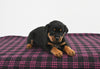 AKC Registered Rottweiler For Sale Applecreek OH Female-Oakley