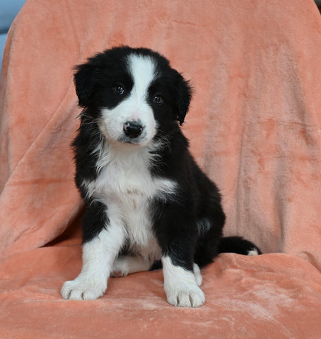 ABCA Registered Border Collie For Sale Warsaw OH Male-Ace