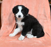 ABCA Registered Border Collie For Sale Warsaw OH Male-Ace