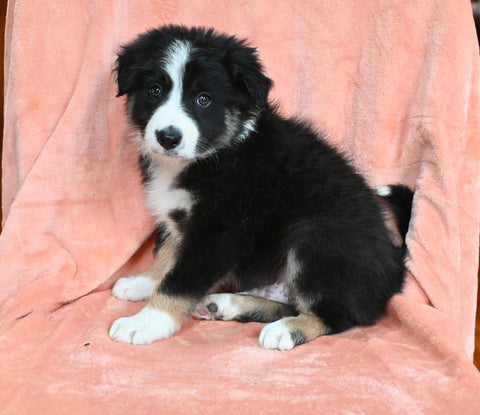 ABCA Registered Border Collie For Sale Warsaw OH Male-Cooper
