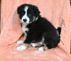ABCA Registered Border Collie For Sale Warsaw OH Male-Cooper