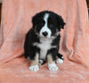 ABCA Registered Border Collie For Sale Warsaw OH Male-Cooper