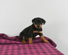 AKC Registered Rottweiler For Sale Applecreek OH Female-Isabella