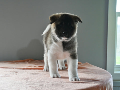 AKC Registered Akita For Sale Millersburg OH Female-Amber