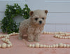 Maltipoo For Sale Holmesville OH Female-Zoey