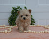 Maltipoo For Sale Holmesville OH Female-Zoey